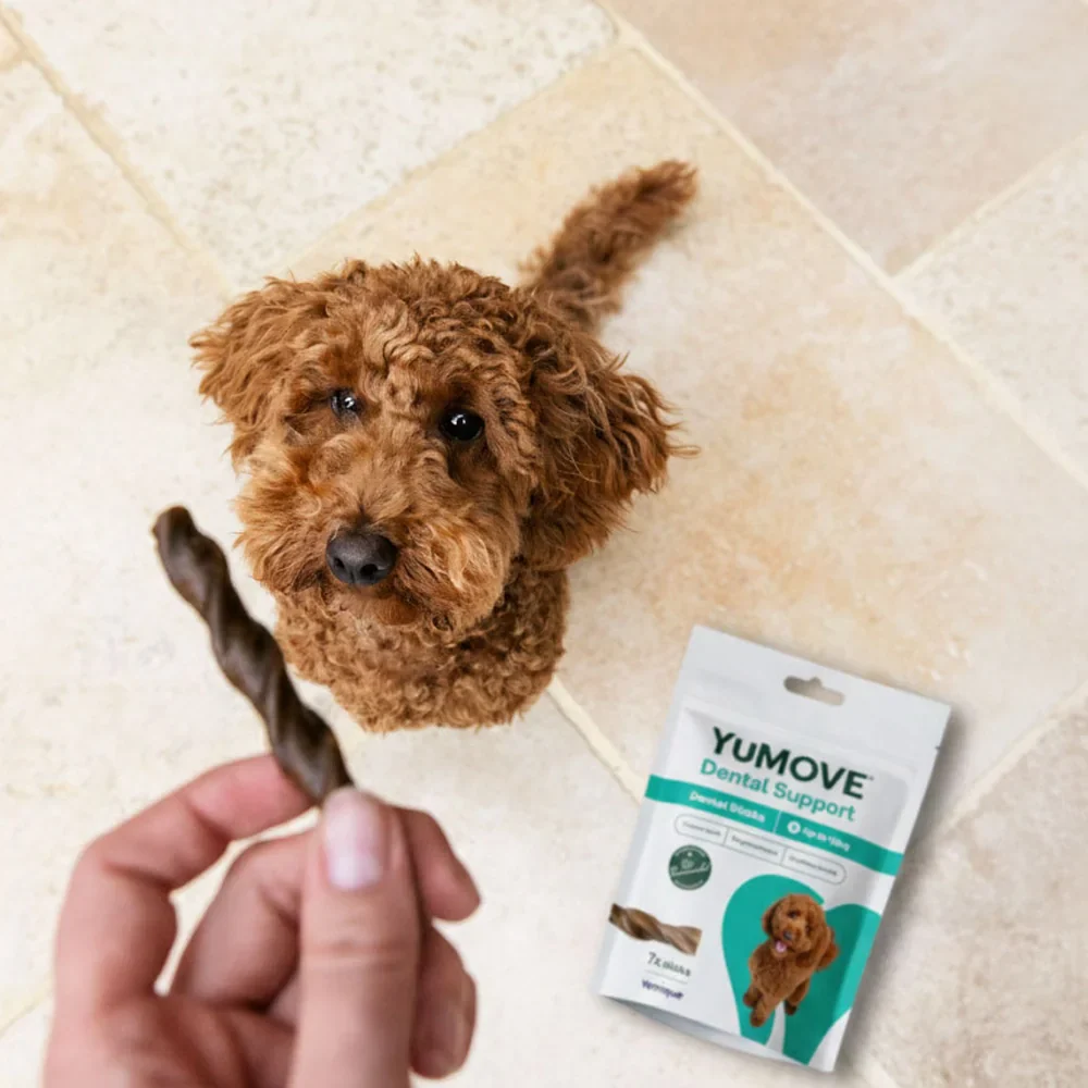 Dental Support Daily Dental Sticks - Image 6